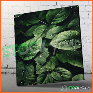 Canvas Prints Single Panels (Green Leaves) – 18×24, 40×40, etc.
