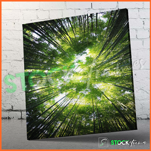 Canvas Prints Single Panels (Forest View) – 18×24, 40×40, etc.