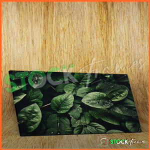Canvas Prints Single Panels (Green Leaves) – 18×24, 40×40, etc.