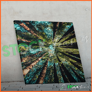 Canvas Prints Single Panels (Forest View 2) – 18×24, 40×40, etc.