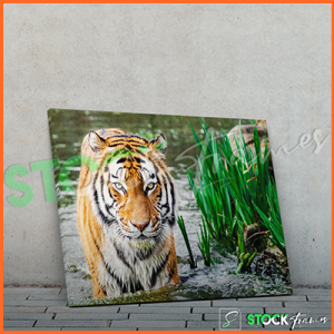 Canvas Prints Single Panels (Animals) – 18×24, 40×40, etc.