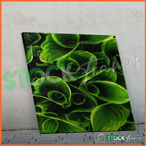 Canvas Prints Single Panels (Green Leaves 3) – 18×24, 40×40, etc.
